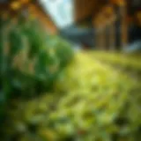 An In-Depth Examination of Agricultural ETFs: A Comprehensive Guide Introduction
