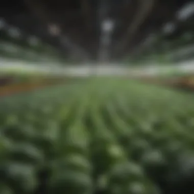 Close-up of fresh produce grown in vertical farming systems.